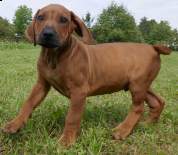 sorprendente cuccioli di rhodesian ridgeback alta genealogia