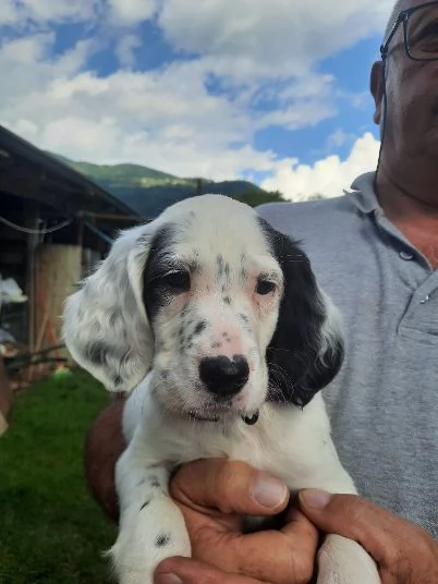 Stupenda Cucciolata di Setter Inglesi | Foto 2