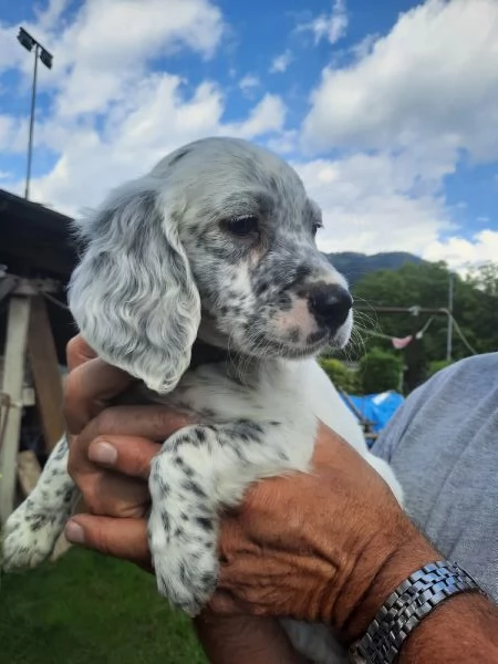 Stupenda Cucciolata di Setter Inglesi