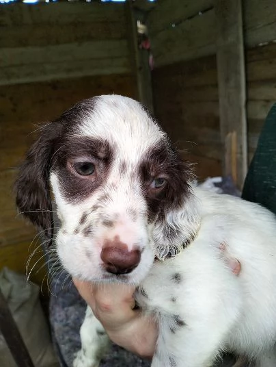 Stupenda Cucciolata di Setter Inglesi | Foto 1