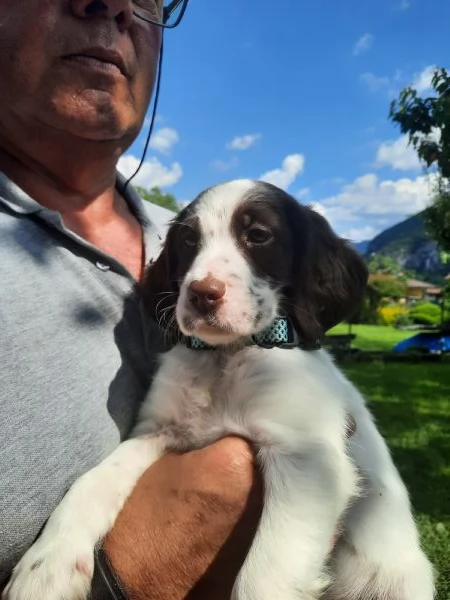 Stupenda Cucciolata di Setter Inglesi | Foto 0