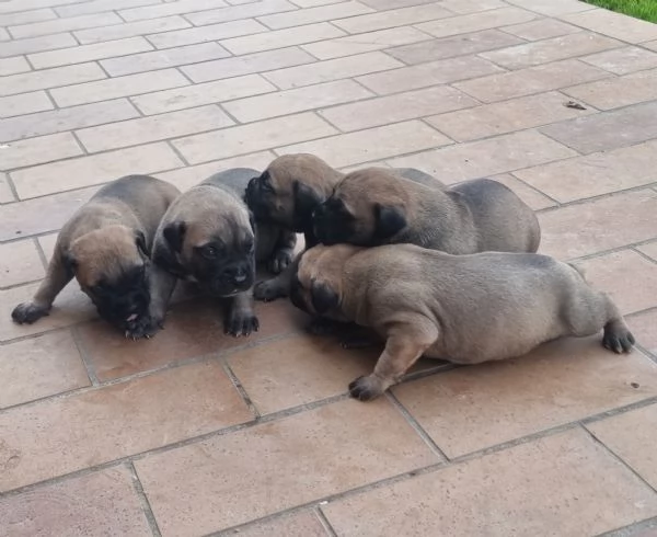 Cuccioli di Bullmastiff | Foto 5