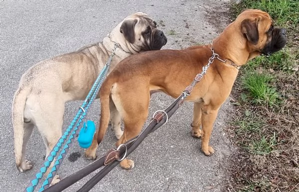 Cuccioli di Bullmastiff | Foto 4