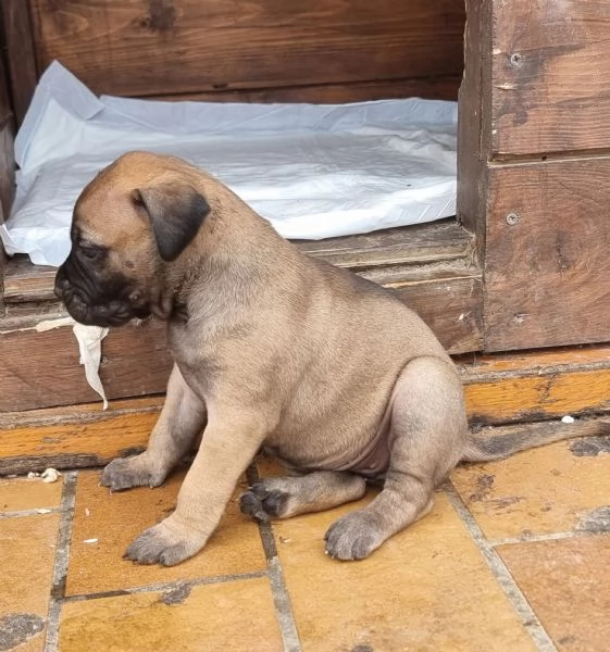 Cuccioli di Bullmastiff | Foto 3