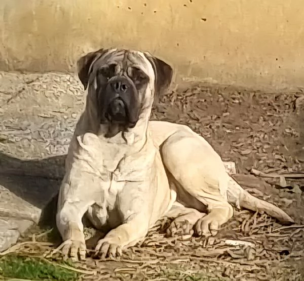 Cuccioli di Bullmastiff