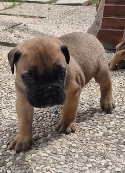 Cuccioli di Bullmastiff | Foto 1