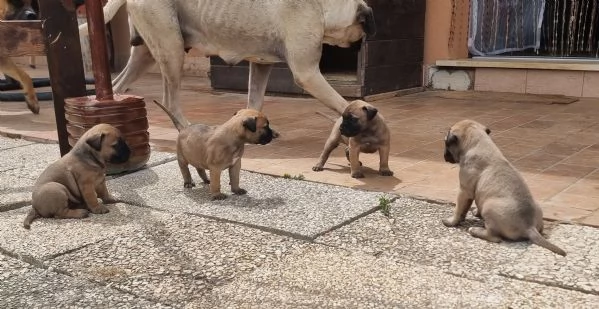 Cuccioli di Bullmastiff | Foto 0