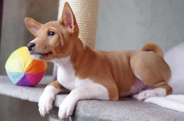 disponibili bellissimi cuccioli di basenji nati in casa