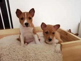 disponibili bellissimi cuccioli di basenji nati in casa | Foto 1