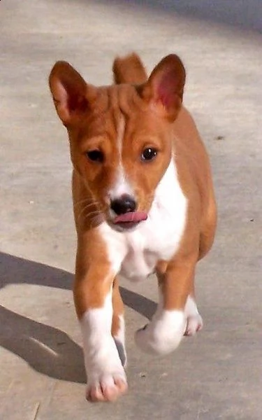 disponibili bellissimi cuccioli di basenji nati in casa | Foto 0