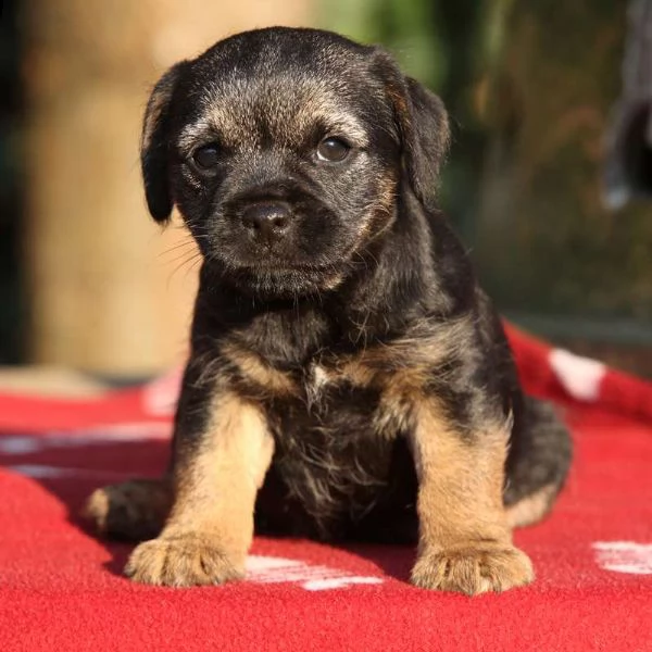 cucciolo di 3 mesi border terrier