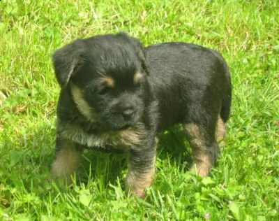 cucciolo di 3 mesi border terrier | Foto 0