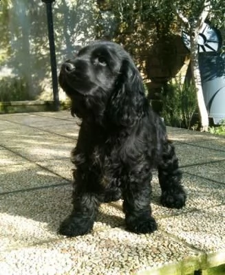 cuccioli cocker spaniel inglese