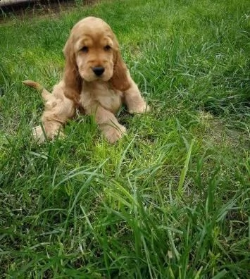 cuccioli cocker spaniel inglese | Foto 0