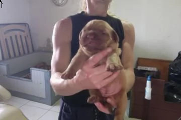 bellissimi cuccioli di dogue de bordeaux 