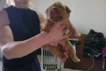 bellissimi cuccioli di dogue de bordeaux  | Foto 0