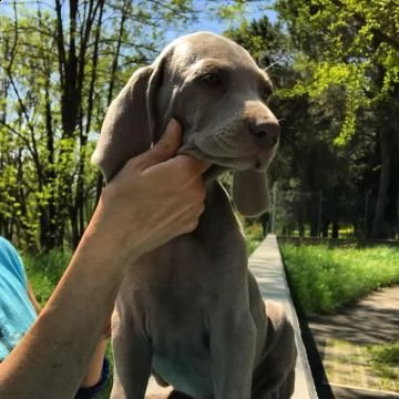 cuccioli weimaraner alta genealogia