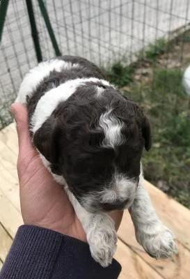 cuccioli lagotto romagnolo