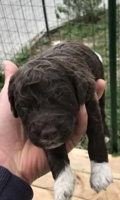 cuccioli lagotto romagnolo | Foto 0