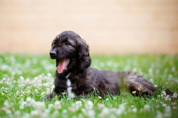 levriero afgano cuccioli con pedigree 