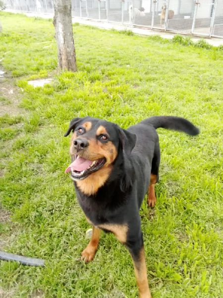 Tyson: mix rottweiler giocherellone e affettuoso  | Foto 4