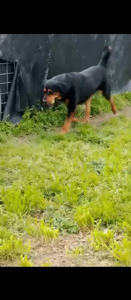 Tyson: mix rottweiler giocherellone e affettuoso  | Foto 3