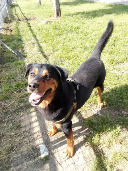 Tyson: mix rottweiler giocherellone e affettuoso 