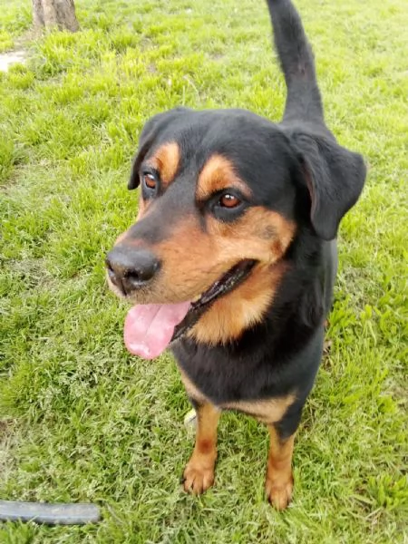 Tyson: mix rottweiler giocherellone e affettuoso  | Foto 1