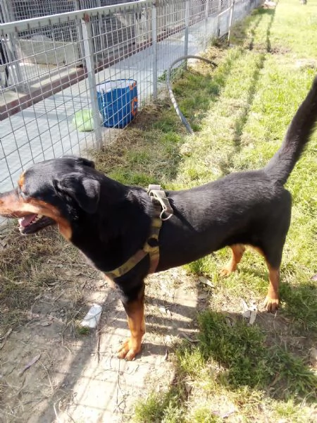 Tyson: mix rottweiler giocherellone e affettuoso  | Foto 0