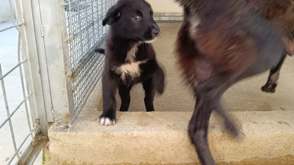 Pupa: cucciola taglia media grande  | Foto 3