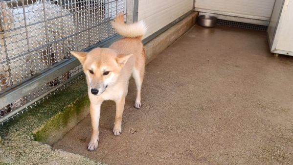 Shiba: taglia piccola socievole equilibrato coccolone  | Foto 2