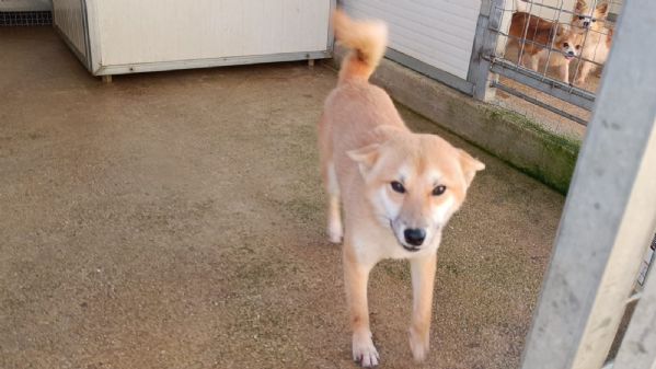 Shiba: taglia piccola socievole equilibrato coccolone  | Foto 1