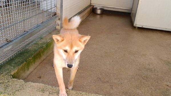 Shiba: taglia piccola socievole equilibrato coccolone  | Foto 0