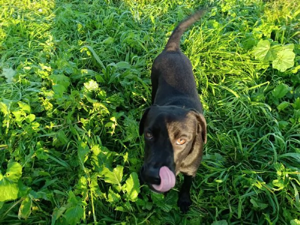 Eva: cucciolona equilibrata socievole affettuosa  | Foto 6