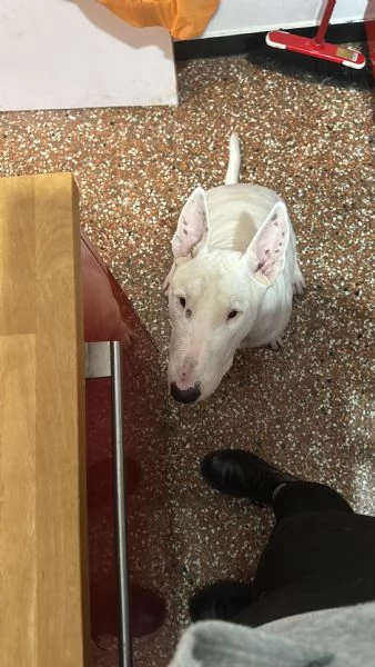 Rey: giovane bull terrier sordo, equilibrato affettuoso  | Foto 5