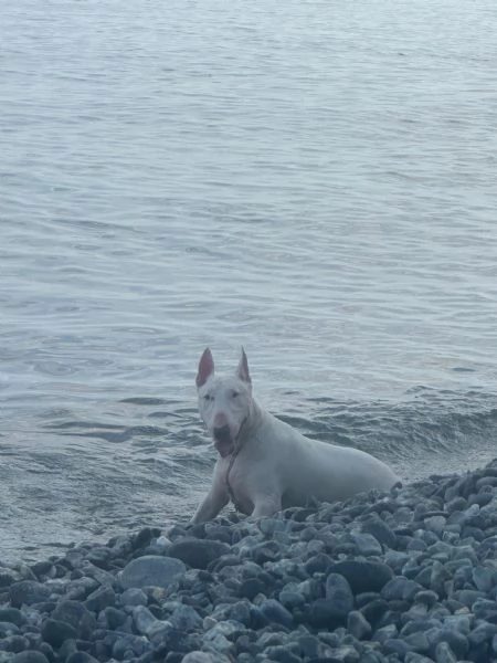 Rey: giovane bull terrier sordo, equilibrato affettuoso  | Foto 4