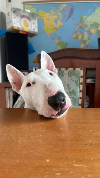 Rey: giovane bull terrier sordo, equilibrato affettuoso  | Foto 3