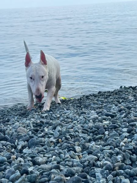 Rey: giovane bull terrier sordo, equilibrato affettuoso  | Foto 2