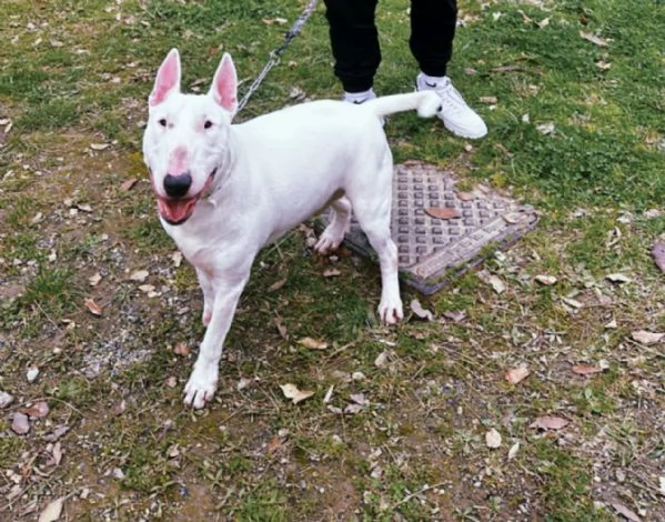 Rey: giovane bull terrier sordo, equilibrato affettuoso 