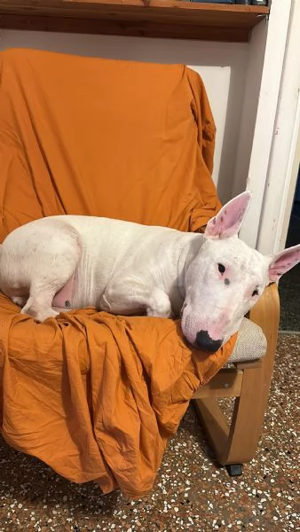 Rey: giovane bull terrier sordo, equilibrato affettuoso  | Foto 1