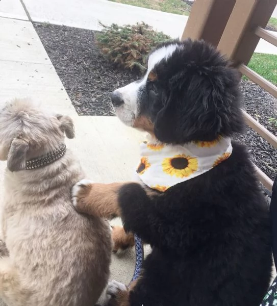 cuccioli di bovaro bernese con documenti.