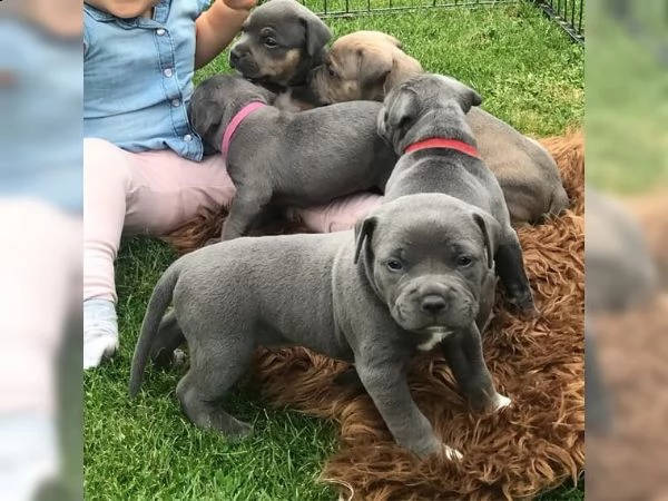 cuccioli di bull terrier di staffordshire