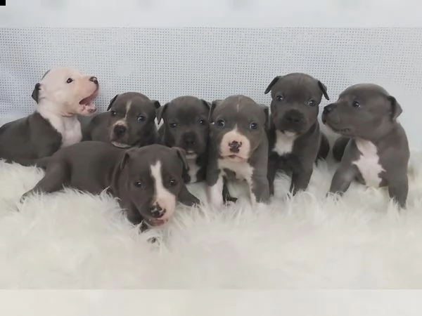 cuccioli di staffy con documenti