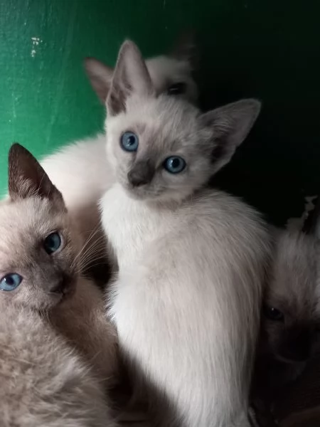 Gattini siamese thai | Foto 3