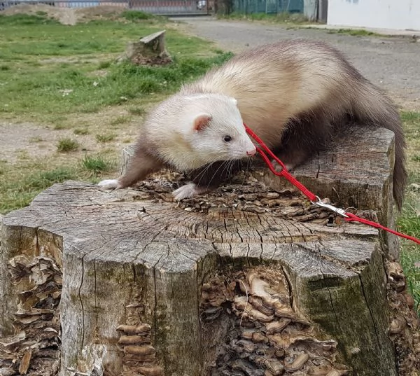 Cuccioli di furetto | Foto 1