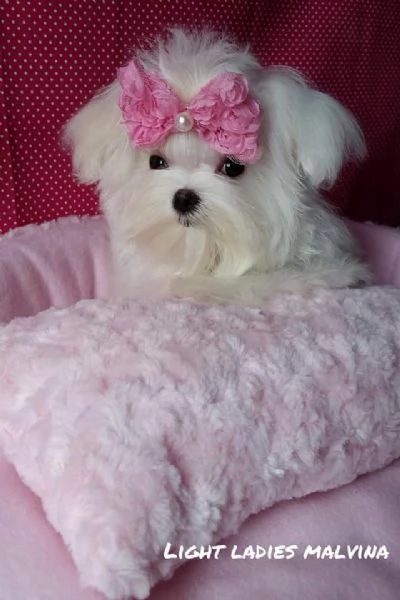 Cucciola Maltese Coreano 