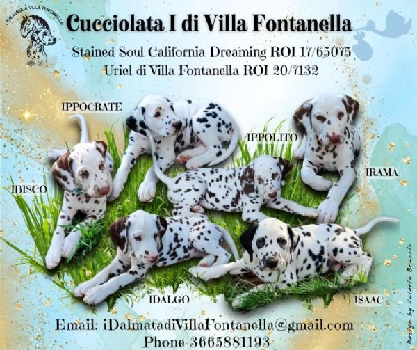 Cuccioli Dalmata pedigree ENCI 