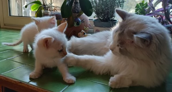 Due cuccioli di ragdoll da privato | Foto 13