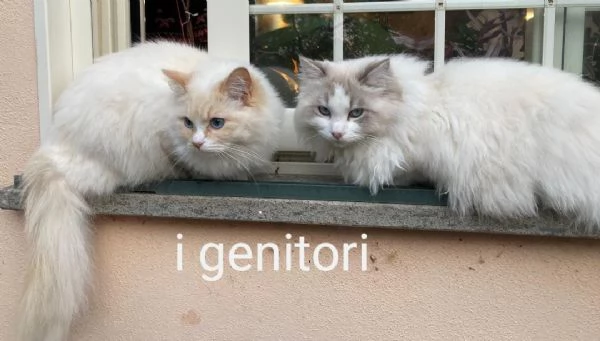 Due cuccioli di ragdoll da privato | Foto 12