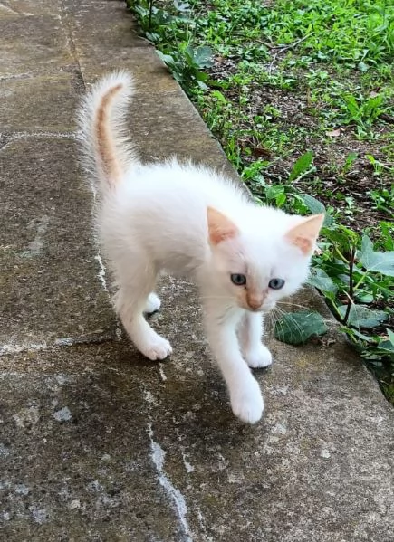 Tre cuccioli di ragdoll da privato | Foto 7